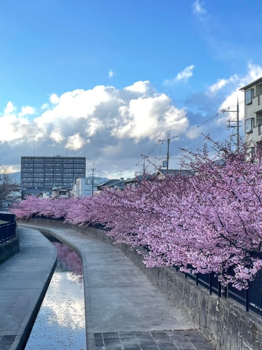 淀水路の河津桜